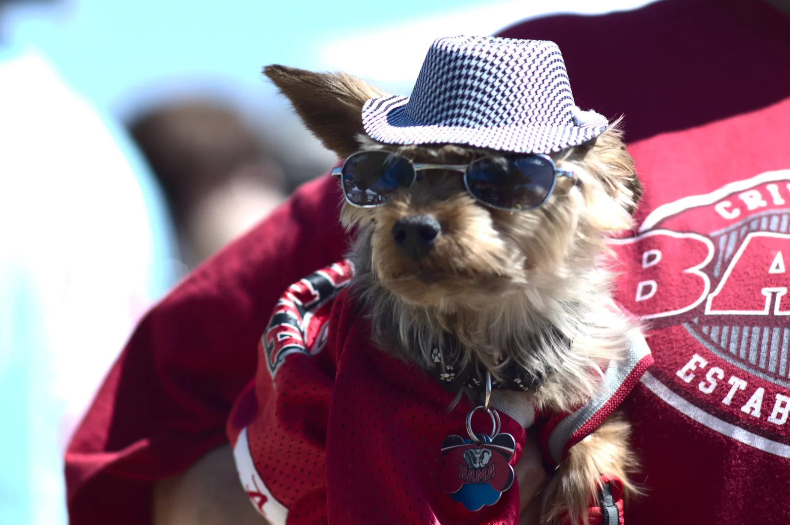 A small dog in a houndstooth hat, sunglasses and an Alabama jersey is carried through the Druid City Arts Festival in Tuscaloosa.