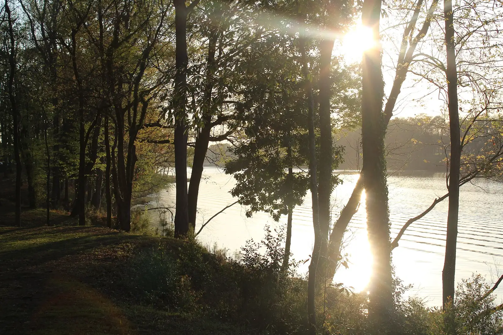 Late-day sun through the trees on the bank of the Black Warrior River in Tuscaloosa.